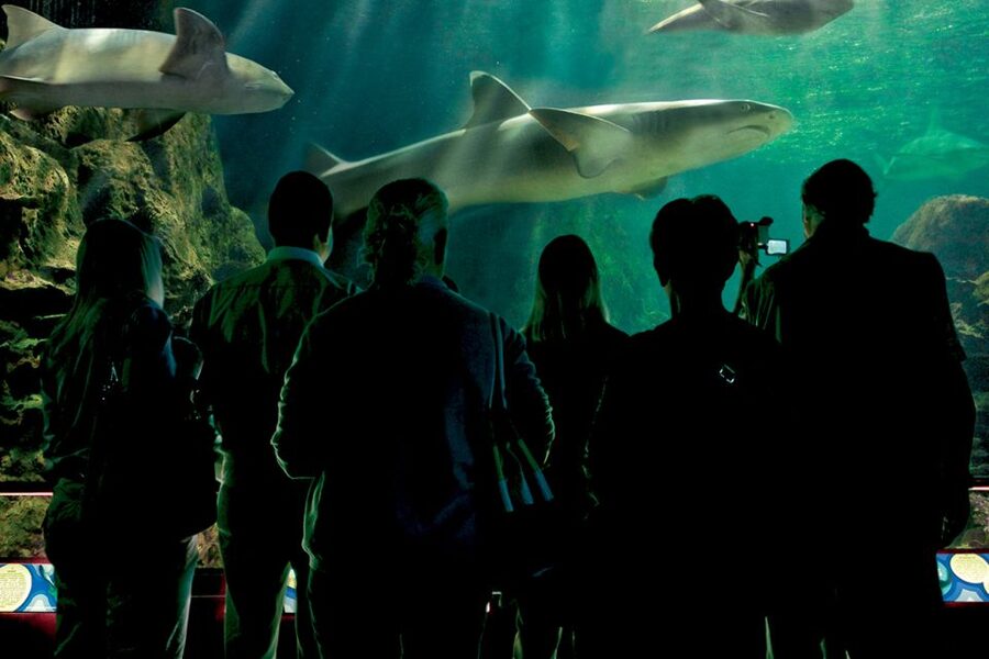 Tenerife: Loro Parque & Siam Park Entry Ticket with Transfer - Should you book this twin ticket?