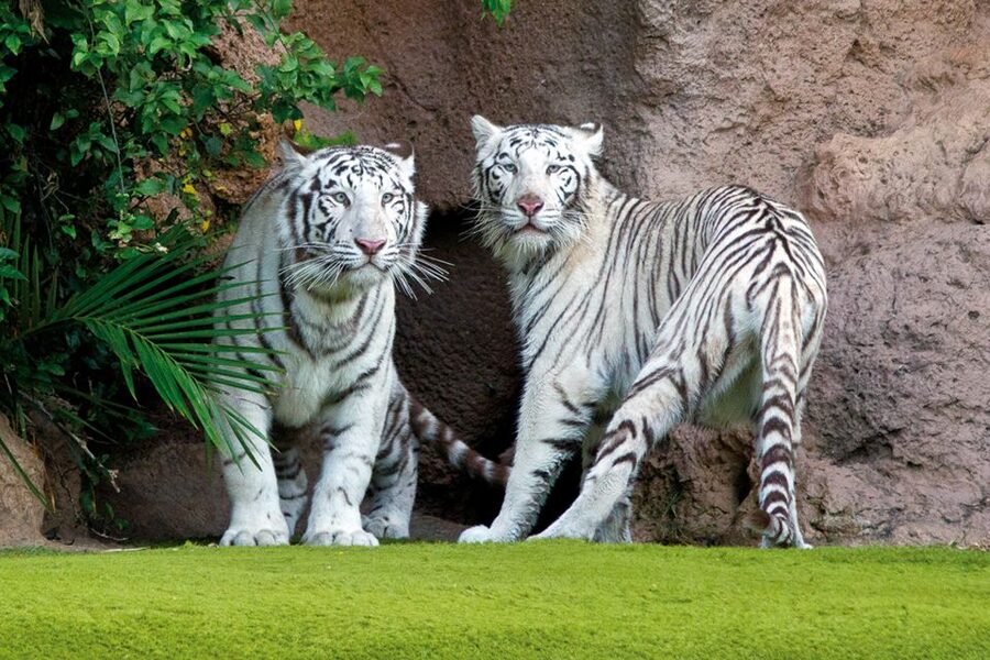 Tenerife: Loro Parque & Siam Park Entry Ticket with Transfer - Siam Park: thrilling rides and long queues