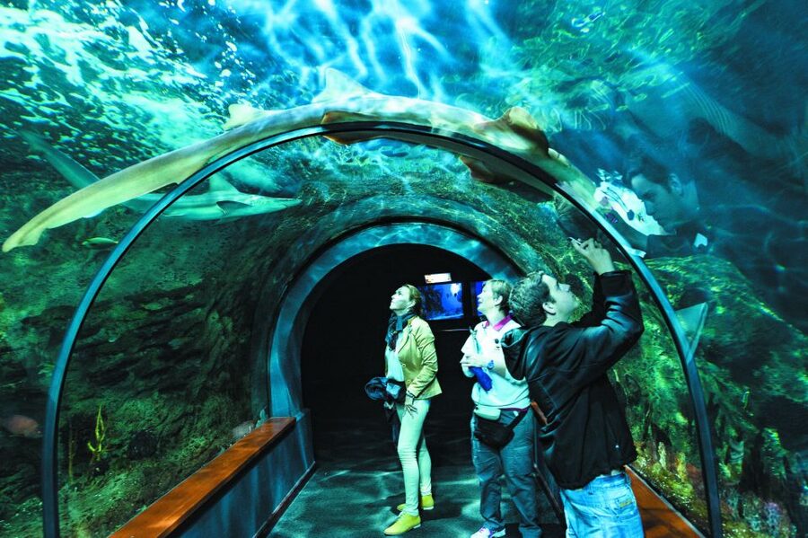 Tenerife: Loro Parque & Siam Park Entry Ticket with Transfer - Who gets the best value from this ticket