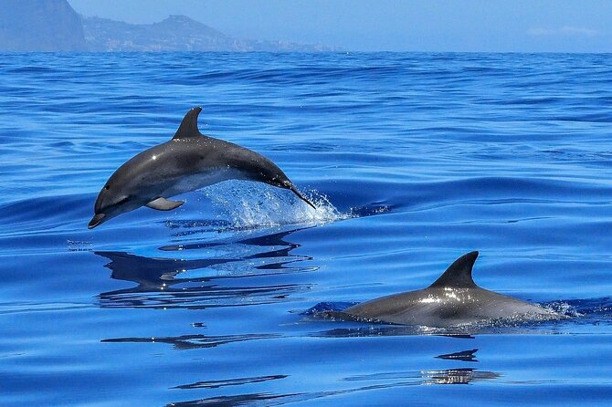 Tenerife Los Cristianos: Whale and Dolphin Eco-Yacht and Swim Stop - From Los Cristianos Port Toward Palm Mar
