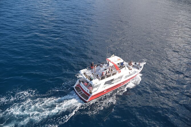 Tenerife Los Cristianos: Whale and Dolphin Eco-Yacht and Swim Stop - How Much Value You Get for $18.10
