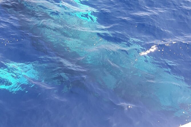 Tenerife Los Cristianos: Whale and Dolphin Eco-Yacht and Swim Stop - Who Will Enjoy This Trip Most