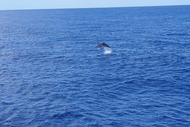 Tenerife Los Cristianos: Whale and Dolphin Eco-Yacht and Swim Stop - Booking, Cancellation, and Practical Details