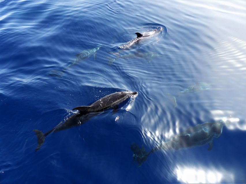 Tenerife: Los Gigantes Whale Watching Cruise by Sail Boat - Setting sail from Los Gigantes