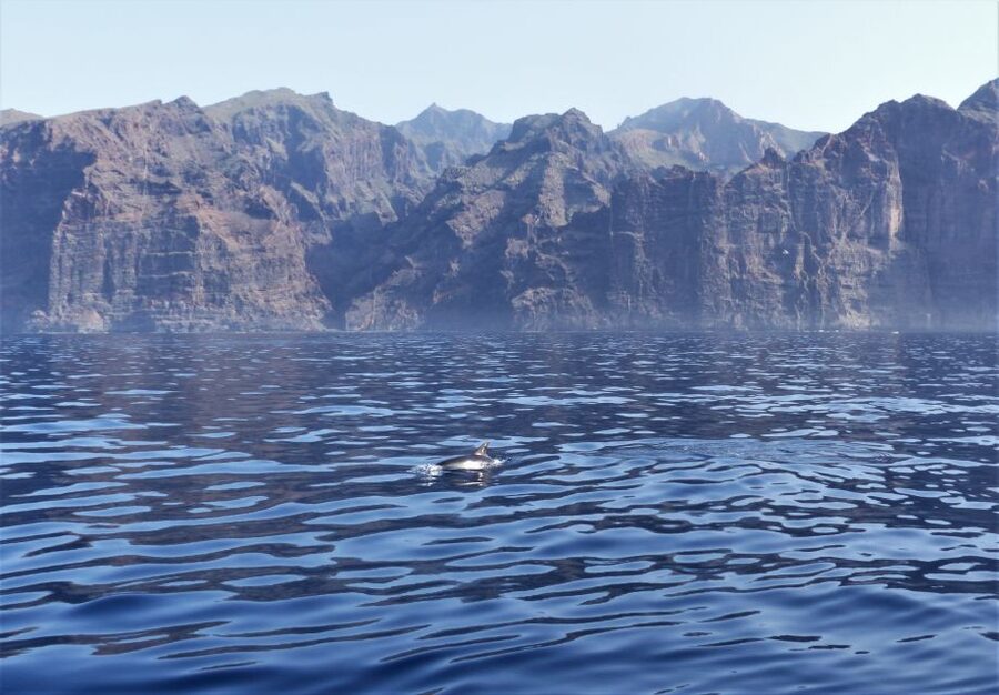 Tenerife: Los Gigantes Whale Watching Cruise by Sail Boat - The return past the Los Gigantes cliffs