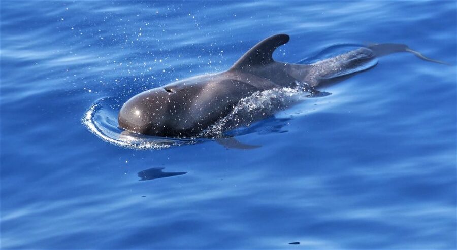 Tenerife: Los Gigantes Whale Watching Cruise by Sail Boat - Why the small group changes the boat ride
