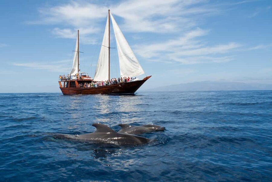 Tenerife:Respectful Whale Watching, Pirate Ship, & Swim - Why this Los Cristianos whale trip is different