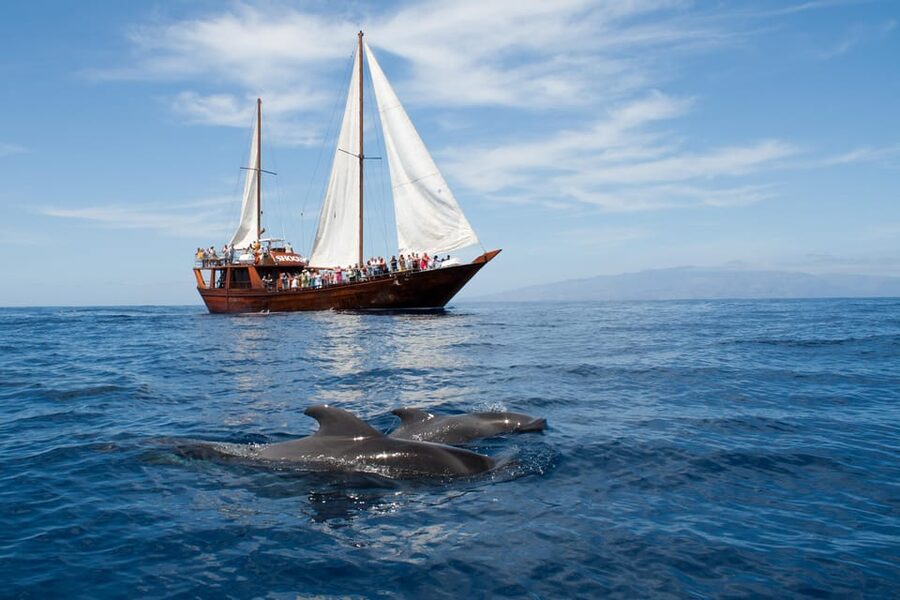 Tenerife:Respectful Whale Watching, Pirate Ship, & Swim - Watching pilot whales off Tenerife’s west coast