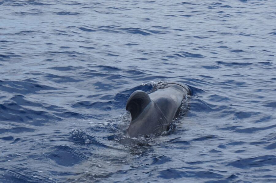 Tenerife:Respectful Whale Watching, Pirate Ship, & Swim - What the Peter Pan feels like on board