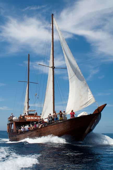 Tenerife:Respectful Whale Watching, Pirate Ship, & Swim - Is the $17 price good value?