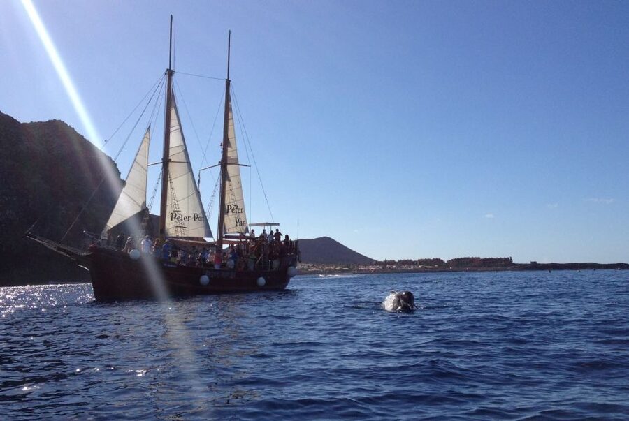 Tenerife:Respectful Whale Watching, Pirate Ship, & Swim - Who should book the Peter Pan cruise?