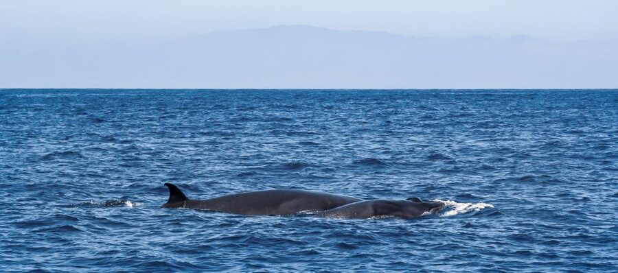 Tenerife: Sailboat Tour with Food and Snorkeling - Who will enjoy this outing most