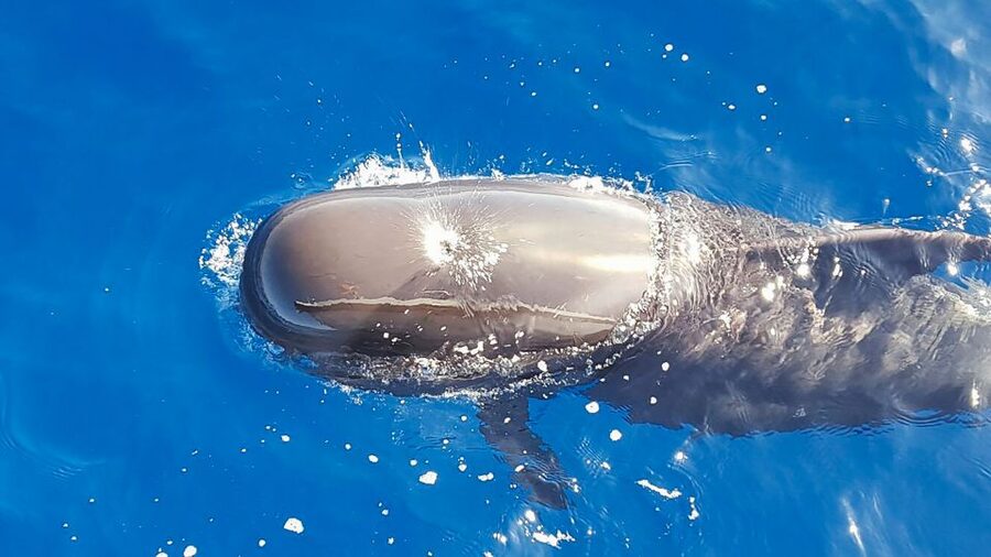 Tenerife: Sailboat Tour with Food and Snorkeling - Sailing along Tenerife’s Costa Adeje coast