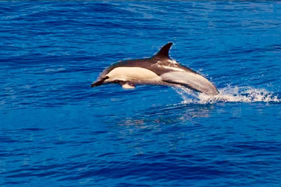 Tenerife: Sailboat Tour with Food and Snorkeling - What you actually eat and drink onboard