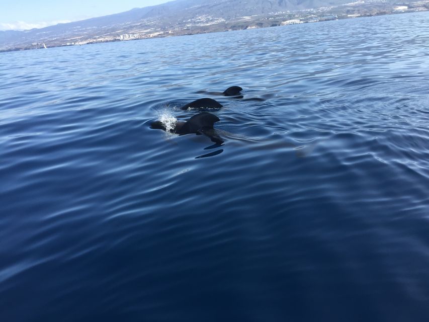 Tenerife: Sailing Excursion with Whale and Dolphin Watching - Pilot whales along Tenerife’s southern coast