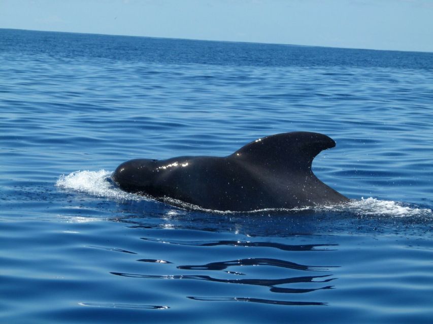 Tenerife: Sailing Excursion with Whale and Dolphin Watching - Is the group size right for you?