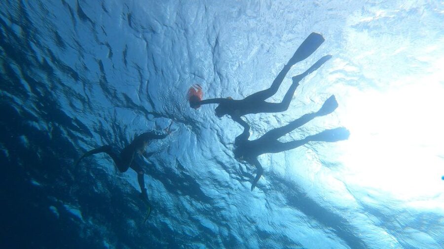 Tenerife: Snorkeling Tour in a Marine Protected Area - Practical details that can make or break the day