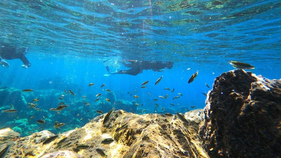 Tenerife: Snorkeling Tour in a Marine Protected Area - Reef fish, seagrass, and the search for turtles