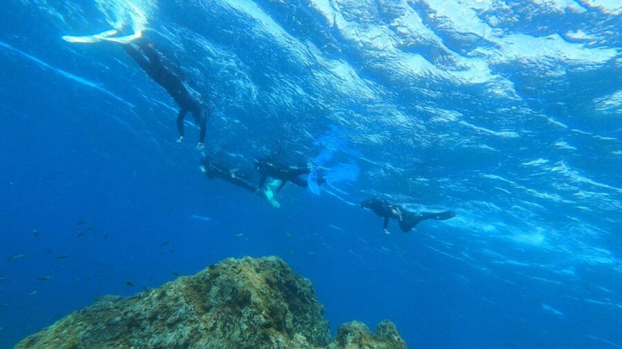 Tenerife: Snorkeling Tour in a Marine Protected Area - What the 50-minute swim feels like