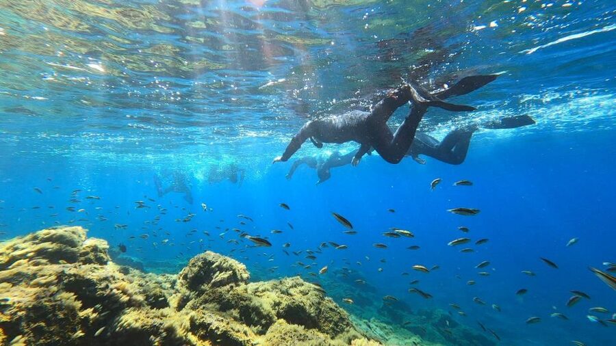 Tenerife: Snorkeling Tour in a Marine Protected Area - Free photos and videos after the swim