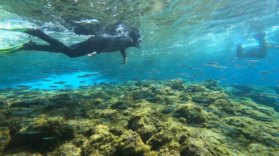 Tenerife: Snorkeling Tour in a Marine Protected Area - Who should book this outing?