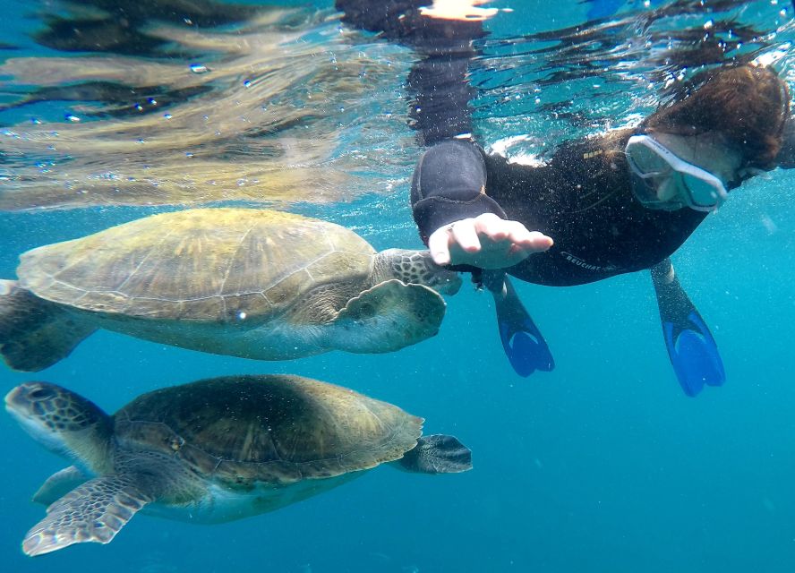 Tenerife: Snorkeling Trip in a Turtle Habitat - Key points to know before you book