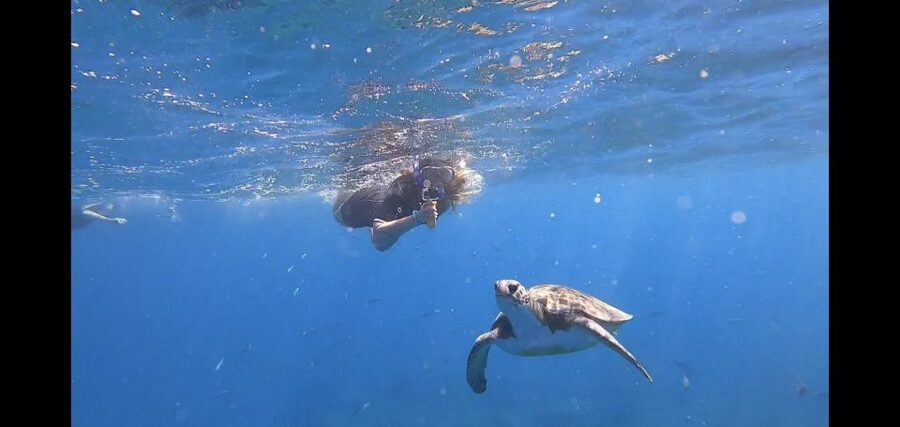 Tenerife: Snorkeling Trip in a Turtle Habitat - A two-hour Atlantic outing from Puerto Colón