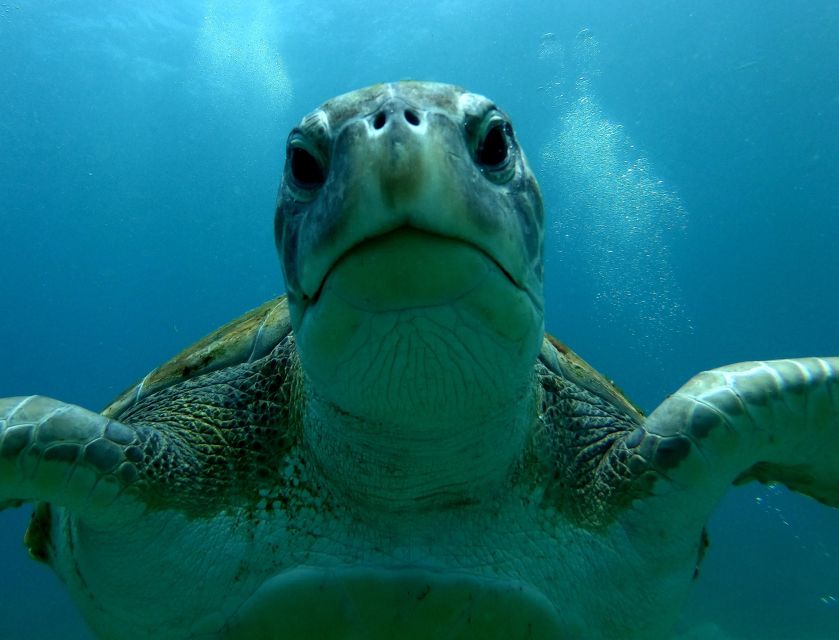 Tenerife: Snorkeling Trip in a Turtle Habitat - What children and families should expect