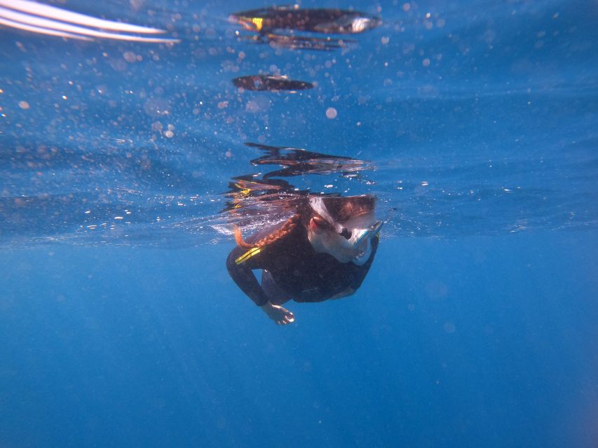 Tenerife: Snorkeling Trip in a Turtle Habitat - Equipment, photos, and practical value