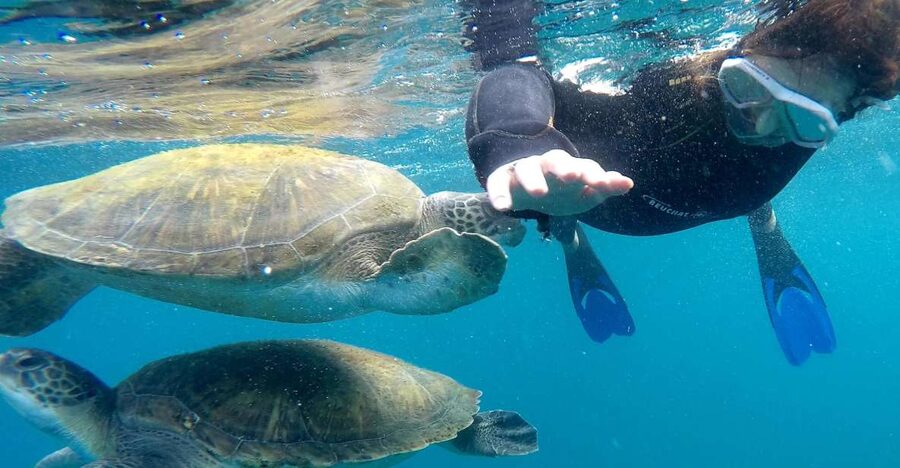 Tenerife: Snorkeling Trip in a Turtle Habitat - The 30-minute briefing sets the tone