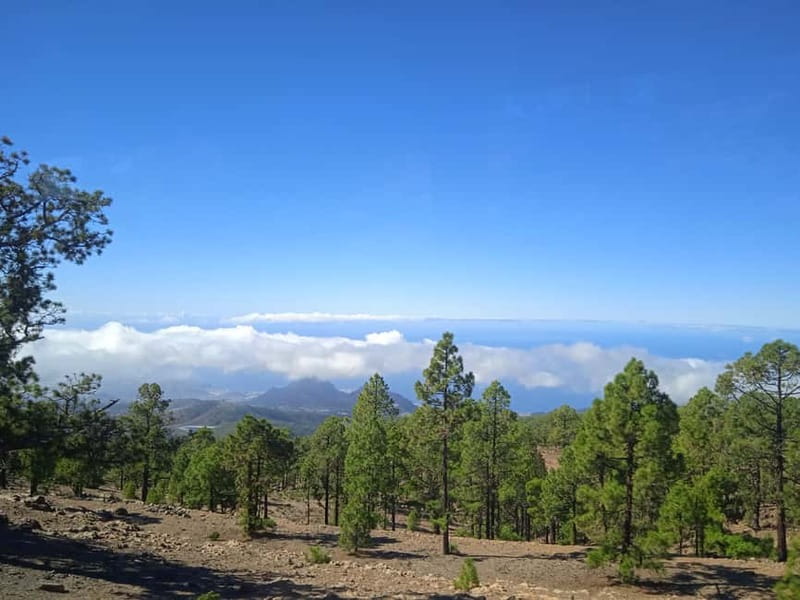 Tenerife: Teide, Icod de los Vinos & Garachico Full Day Tour - Icod de los Vinos and the ancient dragon tree