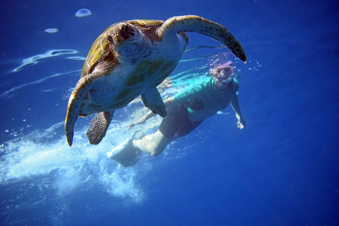 Tenerife: Turtle & Dolphin Kayak Tour with Snorkel & Wetsuit - Key points to know before you paddle