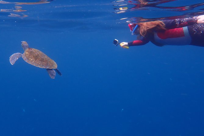 Tenerife: Turtle & Dolphin Kayak Tour with Snorkel & Wetsuit - What the $42.33 price really buys you
