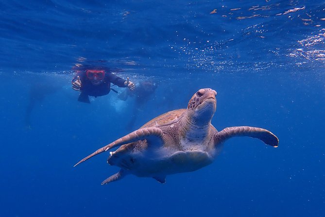 Tenerife: Turtle & Dolphin Kayak Tour with Snorkel & Wetsuit - Looking for dolphins near the open coast