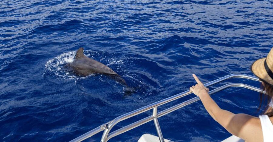 Tenerife: Whale and Dolphin Watching Tour by Sailboat - A three-hour route with time to slow down