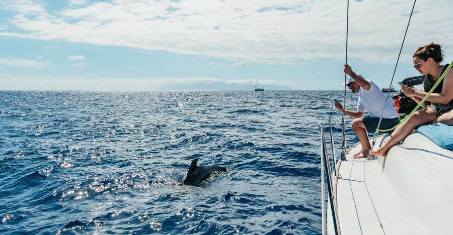 Tenerife: Whale & Dolphin Watching with Drinks and Snacks - Key points to know before booking