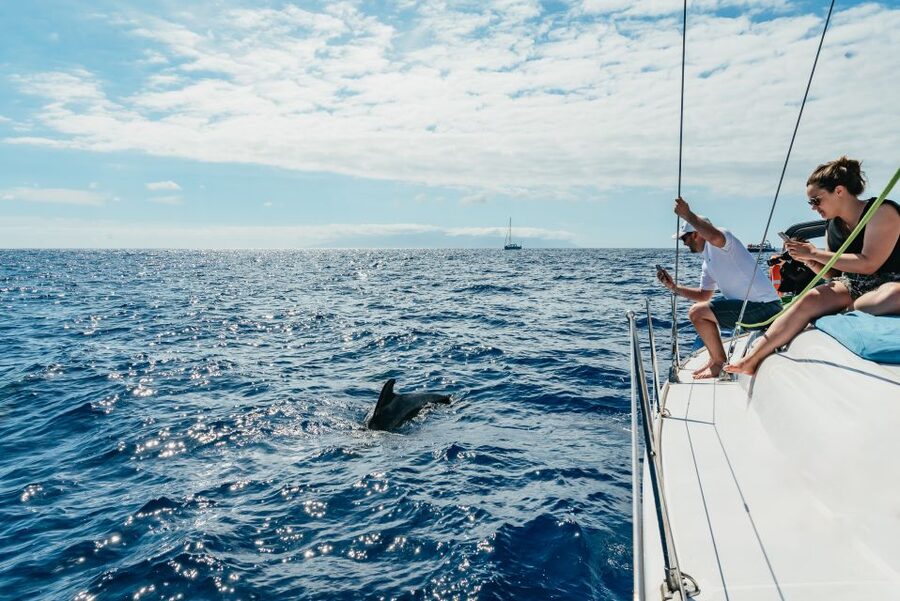 Tenerife: Whale & Dolphin Watching with Drinks and Snacks - Why a small boat changes whale watching