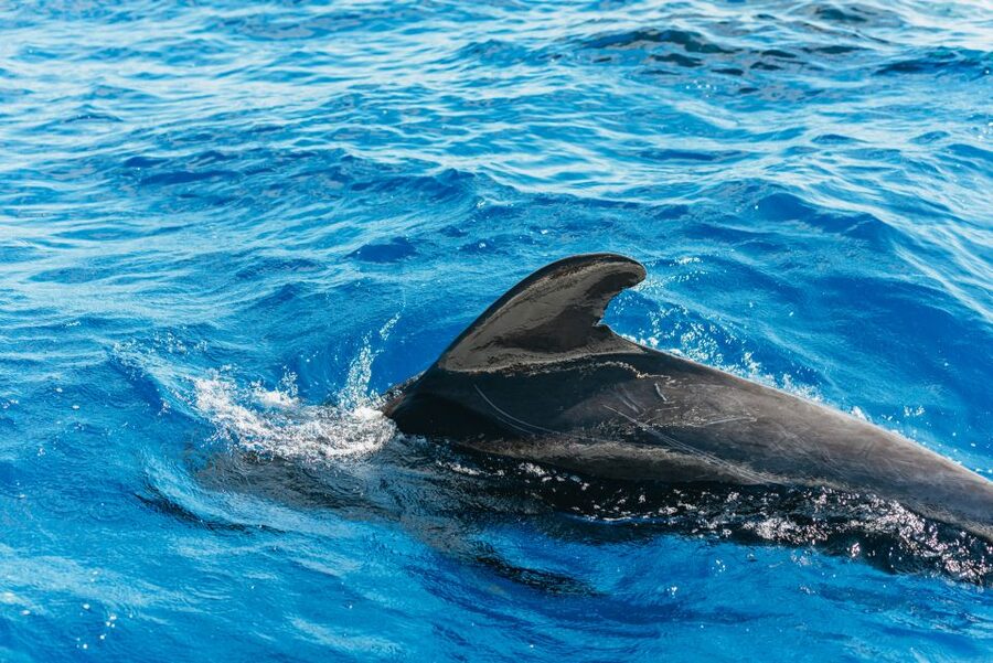 Tenerife: Whale & Dolphin Watching with Drinks and Snacks - Looking for pilot whales and dolphins