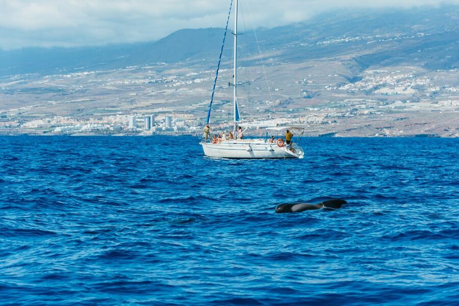 Tenerife: Whale & Dolphin Watching with Drinks and Snacks - Food, drinks, and the feel aboard