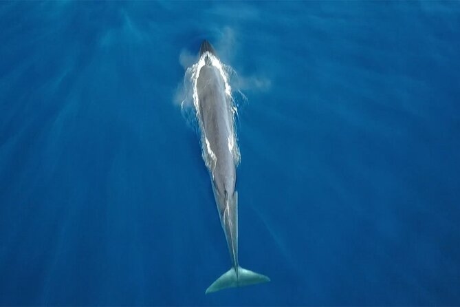Tenerife Whales and Dolphins Watching Experience in Catamaran - Key things to know before boarding