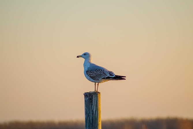 The Original Albufera Tour: Barraca, Boat Ride & Local Guide - The barraca explains how families lived