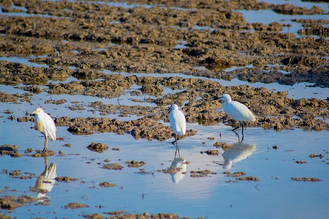 The Original Albufera Tour: Barraca, Boat Ride & Local Guide - The guide can make or break the four hours