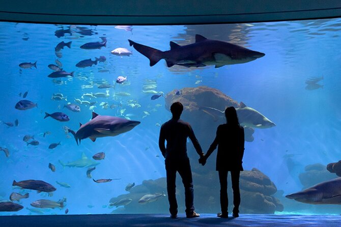 Ticket Palma Aquarium - What the Palma Aquarium visit is really like