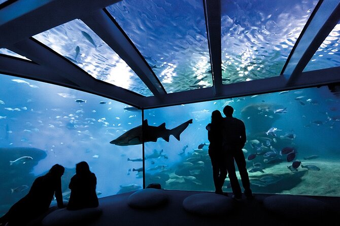 Ticket Palma Aquarium - The shark tank and whale film