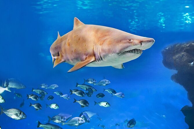 Ticket Palma Aquarium - Who will enjoy this most?