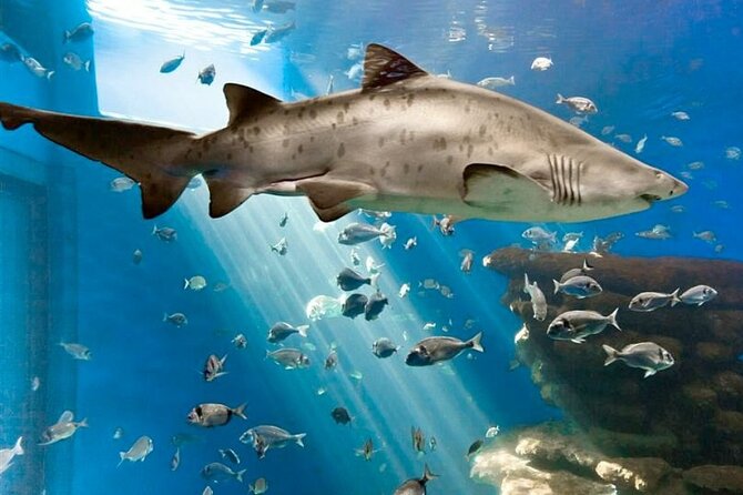 Ticket Palma Aquarium - From Mediterranean creatures to the Medusario