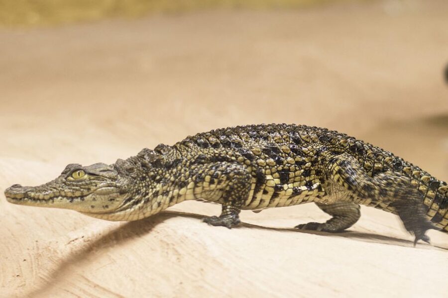 Torremolinos: Crocodile Park Entrance Ticket - Is $21 good value for a one to two hour visit?
