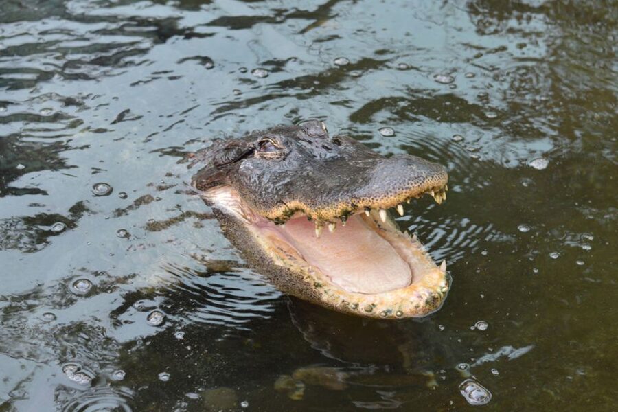Torremolinos: Crocodile Park Entrance Ticket - Opening hours and the best time to arrive