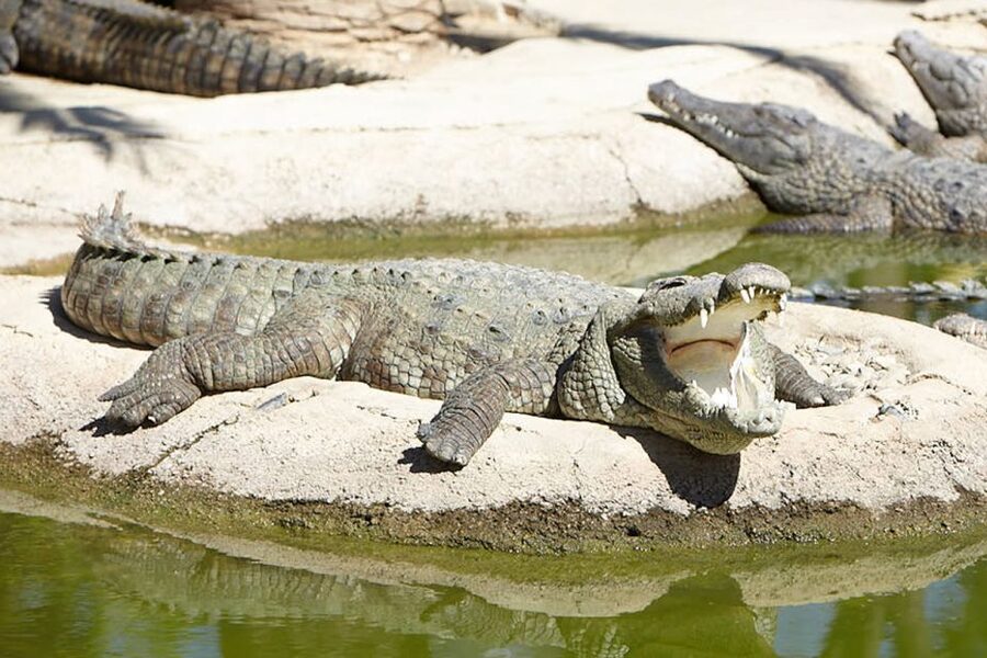 Torremolinos: Crocodile Park Entrance Ticket - Meeting Gran Paco, the 600-kilogram giant