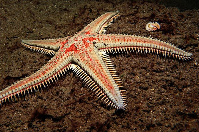 Try Dive - PADI Discover Scuba Diving in Tenerife - What the $156.07 price covers